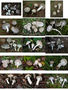 Hygrophorus agathosmus